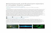 ioluminescent and fluorescent reporters in circadian rhythm ......substance at a different wavelength. In other words, bioluminescence can glow by itself like stars, but In other words,