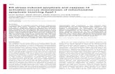 ER stress-induced apoptosis and caspase-12 activation ... · CHOP, a transcription factor induced under ER stress, has been reported to be involved in ER stress-induced apoptosis