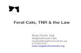 Feral Cats, TNR & the Law Law Kortis.pdf · Status of “fer al” cats Because most states do not distinguish between “feral” and “non-feral” : • Feral cats are entitled