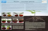 Roots unnoted giants - SimplyScience · the edge of the petri dish visible. Glechoma hederacea (5A, B)2 was imbedded in a petri ... Free PowerPoint poster templates Keywords: poster
