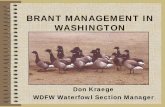 BRANT MANAGEMENT IN WASHINGTON - Home - Pacific Birds … · 2015. 1. 21. · WASHINGTON SKAGIT CO (WHA) IZEMBEK AK. BRANT HUNTING AREAS IN WASHINGTON SKAGIT CO. (PADILLA, SAMISH,
