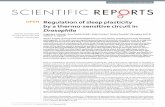 Regulation of sleep plasticity by a thermo-sensitive circuit in … · for photoreceptor cell development 27. Surprisingly, PMW was still observed in norpA P41 and GMR-hid males,