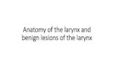 Anatomy of the larynx - medicinebau.com€¦ · Anatomy of the larynx The larynx is made of: •Hyoid bone : U shaped, near C3 level •9 cartilages: 3 paired and 3 single cartilages