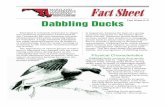 Fact Sheet 610 Dabbling Ducks - University Of Maryland€¦ · shallow water. Diving ducks feed by diving under water in search of submerged aquatic vegetation or animal life, such