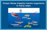 Update on NOAA/ONMS Startegy on Ocean Acoustics Powerpoint Presentation … · 2017. 11. 20. · • Dr. Leila Hatch (SBNMS) • ONMS Conservation Science Division, Headquarters •