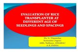 EVALUATION OF RICE TRANSPLANTER AT DIFFERENT AGE OF ... · hill-1 Panicle Length (cm) No. of filled grains panicle-1 No. of un filled grains panicle-1 Test Weig ht (g) Grain yield