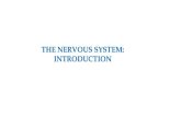 THE NERVOUS SYSTEM: INTRODUCTION · NEURONS AND SYNAPSES • The nervous system is divided into the central nervous system (CNS), which includes the brain and spinal cord, and the