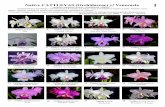 Native CATTLEYAS (Orchidaceae) of Venezuela 1fieldguides.fieldmuseum.org/sites/default/files/... · 1 Cattleya gaskelliana Alba 2 Cattleya gaskelliana Caerulea ‘Divina ’ 3 Semi