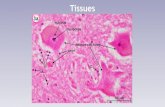 Tissues - hs-pleasantvilleschools.enschool.orghs-pleasantvilleschools.enschool.org/.../Tissues.pdf · 9/6/2018  · called tissues. Epithelial Tissue •Cells that cover internal