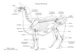 Llama Skeleton - The Exploring Nature Educational Resource€¦ · Llama Skeleton ©Sheri Amsel scapula humerus sternum femur tibia tarsus metatarsus (cannon) phalanges skull 7 cervical