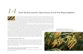 The Eukaryotic Genome and Its Expression · The Eukaryotic Genome As biologists began to unravel the intricacies of gene structure and expression in prokaryotes, they tried to generalize