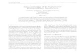 Interrelationships of the Etmopterinae (Chondrichthyes, …bionames.org/bionames-archive/issn/0892-8908/90/347.pdf · (Chondrichthyes, Squaliformes) SHIGERU SHIRAI and KAZUHIRO NAKAYA