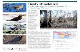 Rusty Blackbird - Welcome to the Nova Scotia Bird Society. Blackbird... · Rusty Blackbird International Rusty Blackbird Working Group The Background Known for its vivid rust-tipped