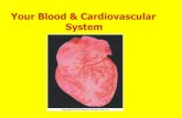 Your Blood & Cardiovascular Systemfaculty.uml.edu/jhojnacki/83.102/Documents/WEBSITE... · Heart sounds: lub & dup valves closing Lub: AV Dup: Semilunar . Blood Pressure: depends