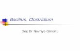 Clostridium - Cerrahpaşa | Cerrahpaşa Tıp Fakültesi194.27.141.99/.../nevriye-gonullu/Bacillus_and_Clostridium.pdf · Clostridium Ubiquitous (everywhere): soil, water, sewage,