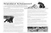 Congratulations on your new Standard Schnauzer!cdn.akc.org/Breeds/StandardSchnauzer-club-flier.pdfThe Standard Schnauzer (SS) is the oldest (and original prototype) of the three Schnauzer