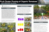 Fruit Cluster Pruning of Organic Tomatoes · 2017. 11. 17. · Fruit Cluster Pruning of Organic Tomatoes How does fruit cluster pruning impact the yield, quality, and marketability