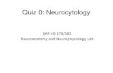 SAR HS 370/582 Neuroanatomy and Neurophysiology Labsites.bu.edu/brainlab/files/2018/01/Quiz0Neurocytology.pdf · Quiz 0: Neurocytology SAR HS 370/582 Neuroanatomy and Neurophysiology