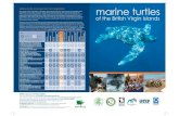marine turtles Virgin Islands.pdf · loggerhead turtles is prohibited. Nests, eggs and nesting turtles of all species are protected. It is only permissible to take green turtles of