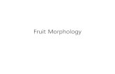 New Fruit Morphology - Amborella · 2011. 4. 15. · Fruit types based on morphology DRY FRUITTYPESFRUIT TYPES • Dehiscent Fruits – Capsule (삭과; 朔果): derived from a syncarpousgynoecium