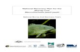 National Recovery Plan for the Murray Cod - Maccullochella ...4 Summary Murray Cod is one of the largest purely freshwater fish in the world. It is an icon species within the Murray-Darling