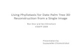 3D Palm Tree.pptmdailey/cvreadings/3D_Palm_Tree.pdf · 3D reconstruction of date palm tree 2. Search for Trunk Location and “Tree Center” Searching for x and r using “Integral