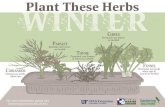 New Gardening Solutions - Plant These Herbs WINTER · 2018. 3. 19. · WINTER For more information, please visit GardeningSolutions.ifas.uﬂ.edu SOLUTION S Gardening Plant These