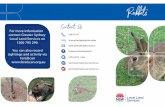 Contact Us - lls.nsw.gov.au€¦ · • Removal of rabbit harbour such as timber and rubbish piles and woody weeds is also recommended. Rabbit Haemorrhagic Disease (Calicivirus) •