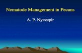 Nematode Management in Pecans - SEPGAsepga.com/Presentation/WEB2013pres/Nyczepir_SEPGA_2013.pdf · HISTORY (Meloidogyne partityla on Pecan) (Pecan Root-Knot Nematode) • 1986 –