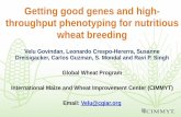 Getting good genes and high- throughput phenotyping for ......Dreisigacker, Carlos Guzman, S. Mondal and Ravi P. Singh Global Wheat Program International Maize and Wheat Improvement