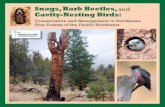 Snags, Bark Beetles, and Cavity-Nesting Birdsabcbirds.org/wp-content/uploads/2015/05/Cavity-nester-booklet.pdf · amounts of diseased, dying, and dead trees. In dry forests of the