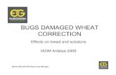 BUGS DAMAGED WHEAT CORRECTION - IAOM MEA · • Bugs damaged wheat can be detected through Alveograph test 180 mn specific protocol. All wheat coming from risky area should be tested