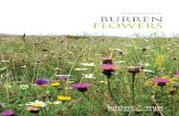 A quick Guide to Burren Flowers - Burrenbeo Trust · Burnet Rose Rosa spinosissima Frequent on the limestone pavements and sand dunes. Can be found with pink, white or cream flowers.