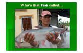Who s that Fish called Pangasius - Ngoc Ha Jade Riverngochajaderiver.com/wp-content/uploads/2015/12/who-that-fish-called... · § Processed from alive fish kept by IQF in best fresh