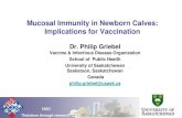 Mucosal Immunity in Newborn Calves: Implications for Vaccination Proceedings/g… · Mucosal Immunity in Newborn Calves: Implications for Vaccination Dr. Philip Griebel Vaccine &