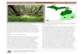 Hardwood-Conifer Swamp Community Abstract · Hardwood-Conifer Swamp Community AbstractHardwood-Conifer Swamp, Page 1 Overview: Hardwood-conifer swamp is a minerotrophic forested wetland