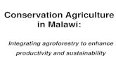 Conservation Agriculture in Malawi: Integrating ... · Conservation agriculture is one of the interventions targeted to tackle the multiple challenges that smallholders face in Malawi.