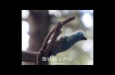 Bird on a Wire · On a journey to understand family history, Bird on a Wire explores the backroads of America. It takes the path down a gravel road and travels off the grid searching