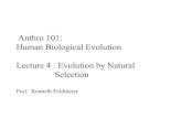 Anthro 101: Human Biological Evolution Lecture 4 ...feldmekj.weebly.com/uploads/2/6/0/1/26010947/sp13...The Vocabulary of Evolution • Evolution: Change over time • Natural Selection: