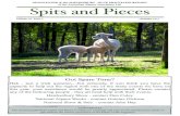 of the Australian Alpaca Association Ltd Spits and Piecesironbarkridgealpacas.com.au/Ironbark_Ridge_Alpacas... · 2011. 3. 25. · NEWSLETTER of the HAWKESBURY - BLUE MOUNTAINS REGION