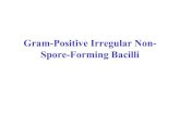 Gram-Positive Irregular Non- Spore-Forming Bacillimicrobiology.free.fr/Presentations/g+nonsporrods.pdf · Spore-Forming Bacilli • Pleomorphic and stain unevenly • 20 genera _