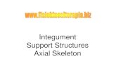 Integument Support Structures Axial Skeleton · 2017. 1. 12. · Integument Support Structures Axial Skeleton. Integumentary System Functions •Protection ... •Mammary glands (Not