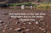 Eutrophication of the Salt River Reservoirs due to the Rodeo ......Canyon, Saguaro, and again in Apache throughout the spring and early summer. • Multiple species involved. • All