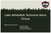 Lake Whitefish Technical Work Group - Maine.gov · •Silvery body, forked tail, large scales, tiny mouth, dark fins ... •Feeding or spawning excursions into streams. Age & Growth