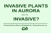 AlgonquinAdventures.com - public-service information ...dispersal is the wind. Many invasive plants' seeds have special mechanisms that spread them great distances from their parent