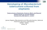 Genotyping of Mycobacterium tuberculosis cultured from … · 2011. 6. 24. · Spoligotype comparison for elephant M. tuberculosis isolates Spoligotyping 08-6843 00-3946 99-0574 99-2392