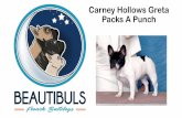 Carney Hollows Greta Packs A Punch · For more information on Dog Coat Color please go to: p AMERICAN KENNEL CLUB FOUNDED 1884 Ctrtifitd Ptdigrtt GCH CH TALISMAN DE LA FORTUNA DOMINIC