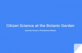 Citizen Science at the Botanic Gardencobecore.org/assets/documentation/COBECORE_workshop_Quentin_… · Citizen Science at the Botanic Garden Quentin Groom, Plantentuin Meise. The