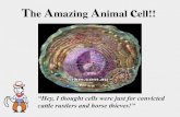 The Amazing Animal cell!!astoriaagdepartment.weebly.com/uploads/2/2/3/8/22384236/8_introduc… · • Why animals get sick. CELLS CAN SPECIALIZE!! Nerve cell . Amazing characteristics