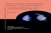 Triops-induced morphological defences in Daphnia magna · Triops-density and the intensity of the expression of the defensive traits. This indicates that Triops preferably preys upon
